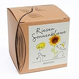 Geschenk-Anzuchtset Riesensonnenblume