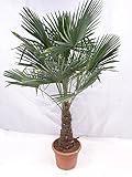 XXL Winterharte Palme XXL Stamm 40-50 cm - Trachycarpus fortunei 'Chinesische Hanfpalme'...