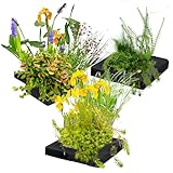 vdvelde.com - Schwimmpflanzeninsel Trio - 25 cm - - Filterpflanzen- 12 wasserreinigende...