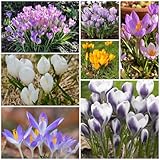 6 pcs krokusse zwiebeln mischung, crocus sativus, frühlingsblumen stauden,...
