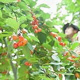 Prunus Avium - Kirschbaumsamen - Kirschsamen zum Pflanzen im Freien - wetterbeständige...