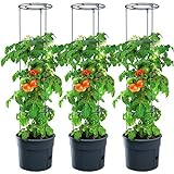 EDANTI Tomatenpflanze Set x3 Bumentopf Pflanzkübel mit Rankhilfe & Wasserspeicher...
