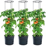 EDANTI Tomatenpflanze Set x3 Bumentopf Pflanzkübel mit Rankhilfe & Wasserspeicher...