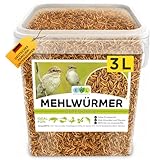 Mehlwürmer getrocknet 3L, Premium Insektensnack Vögel, Fische, Schildkröten,...