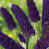 Garten Schlüter - Schmetterlingsflieder Black Knight - Sommerflieder (Buddleja) Pflanze...