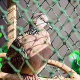 Schutznetz Balkon Katze GemüSeschutznetze Vogelnetz Balkon Maschenweite 1.5x1.5cm für...