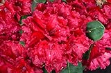 Rhododendron Red Jack 40-50 cm im 5 Liter Pflanzcontainer