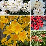 rhododendron azaleen winterhart blumensamen balkonblumen winterharte für garten, balkon...