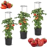 botle 3X Tomatenpflanze Blumentopf für Tomaten Set 3 STK Pflanzkübel 12 L,...