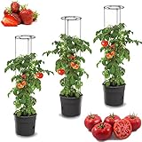 botle 3X Tomatenpflanze Blumentopf für Tomaten Set 3 STK Pflanzkübel 12 L,...
