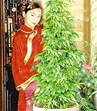 BALDUR Garten Jiaogulan, 3 Pflanzen, winterhart, mehrjährig - pflegeleicht,...