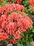 Rhododendron obtusum 'Geisha Orange' 25-30 cm – Winterhart, Immergrün,...