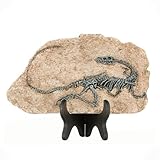 1st Heaven Dinosaurier-Skelett aus Harz – Deko-Fossil im Vintage-Stil,...