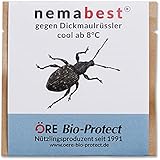nemabest® cool HB+SF Nematoden zur Bekämpfung des Dickmaulrüsslers - 50 Mio....