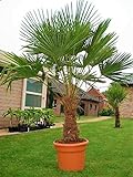 Seltene Palmen Kreuzung Trachycarpus Fortunei/Wagnerianus bis 160 cm. Frosthart bis - 18...