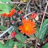 habichtskraut, hieracium umbellatum, winterharte garten bodendecker winterhart...