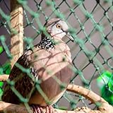 Vogelnetze Vogelschutznetz Stabil GemüSeschutznetz Meterware Teichnetz Feinmaschig...