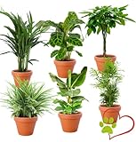 6er-Pflanzen-Set “Tierfreund”, Bergpalme, Glückskastanie, Bananenpflanze,...