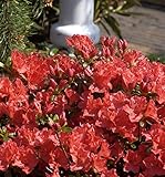 Japanische Azalee Geisha Orange 25-30cm - Rhododendron obtusum - Alpenrose -...