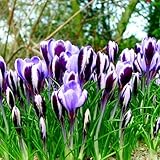Gartenblüher,Winterhartes,Zierpflanzen für den...