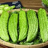 bitter gourd - bittermelone - anzucht bittermelonesamen gewächshaus balkon winterharte...