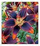 BALDUR Garten Lilie 'Forever Susan',3 Zwiebeln, Lilium Asiaticum, winterharte...