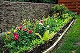 Beeteinfassung Weide 20 cm x 120 cm 5er Set - Weiden Steckzaun als Beetumrandung...