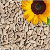 Lyra Pet® | 25 kg Sonnenblumenkerne Geschält | Wildvogelfutter Ganzjährig | Ideal für...