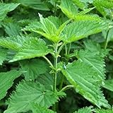 250 pcs brennnessel samen bio - Urtica dioica - kräutergarten, hochbeet brennnesselsamen...