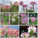 spinnenblume pflanze samen - spinnenpflanze - samen alte sorten, blumenwiese samen...