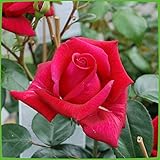 Kletterrose Red Flame in Rot - Kletter-Rose winterhart, stark duftend - Pflanze für...