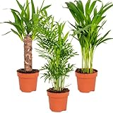 3x Tropical Palm Mix – Dypsis-Chamaedorea-Yucca – Pflegefreundlich – ⌀12 cm –...