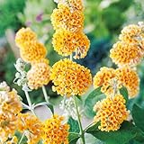 Schmetterlingsflieder/Sommerflieder Sungold - Buddleja weyeriana - Goldgelbe...