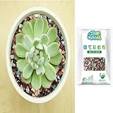 Kasmole 500g Natur Vulkangestein Für Blumentopf Dekosteine - Bonsai Kieselsteine -...