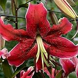 Miss Feya Riesenlilien (3 Zwiebeln), Winterharte Blumenzwiebeln aus Holland zum...