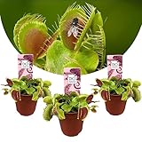Plant in a Box - Dionaea Muscipula - Venusfliegenfalle - Set von 3 -...