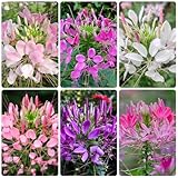 spinnenblume pflanze samen - spinnenpflanze - saatgut blumenbeet, exotische pflanzen...