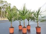 gruenwaren jakubik Trachycarpus fortunei 160 cm Palme Hanfpalme, winterhart bis -18°C