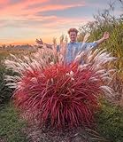 BALDUR Garten Miscanthus 'Lady in Red®',1 Pflanze, mehrjähriges Ziergras, atemberaubende...