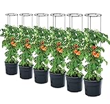 PAFEN 6X Tomatenpflanze Pflanzkübel - 295 x 1152 mm - Tomato Grower Pflanzen Tomate...