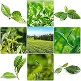 5 Stück grüner tee bio samen geschenk garten pflanzen winterhart deko pflanze...