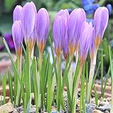 Krokus Zwiebeln, Blumen Direkt In Ihren Garten StröMen! Winterhart,MehrjäHrig,...