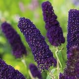 Garten Schlüter - Schmetterlingsflieder Black Knight - Sommerflieder (Buddleja) Pflanze...