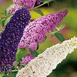 Drei-Farben-Sommerflieder 'Tricolor' (Buddleja Davidii) - Drei Farben Flieder in einem...