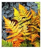 BALDUR Garten Winterharter Schmuck-Farn 'Golden Brilliant', 1 Pflanze, Dryopteris...