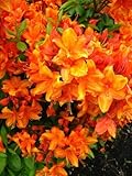 bronzegelb blühende Garten Azalee Rhododendron luteum Golden Eagle 40-50 cm hoch im 5...