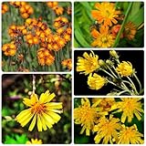 Habichtskraut, alte sorten Hieracium umbellatum, balkonpflanzen gartenpflanzen winterharte...