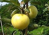 Weißer Klarapfel – Apfelbaum alte Sorte 120-150 cm | Premium Baumschulqualität |...