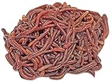 DaWurmbauer Kompostwürmer kaufen - 250 Stück + 1 Beutel Wurmstarterfutter - Regenwürmer...