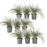 Plant in a Box - Festuca 'Elijah Blue'- 18er Set - Ziergräser Winterhart Mehrjährig Hoch...